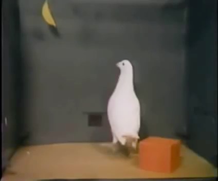 a-pigeon-solves-the-classic