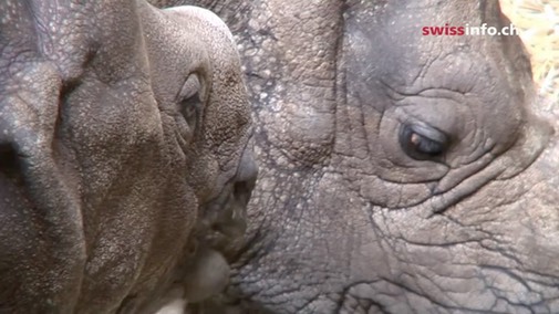 a-swiss-rhinoceros-breeding