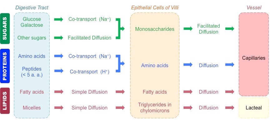 absorption summary