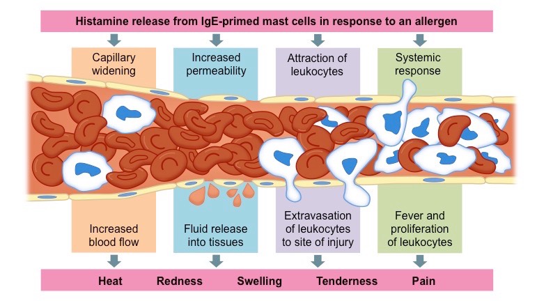 allergic inflammation