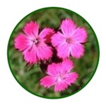 angiosperm icon