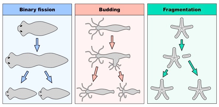 animal cloning methods