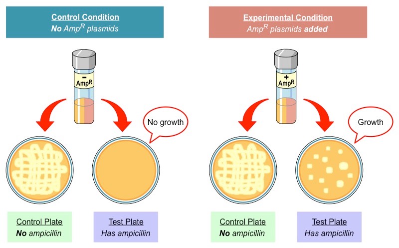 antibiotic selection