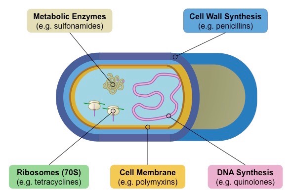 antibiotics