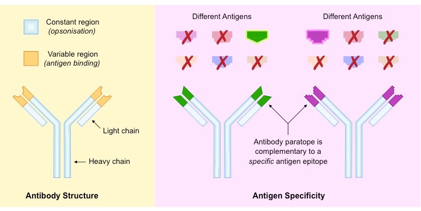 antigen-antibody