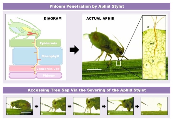 aphid stylet