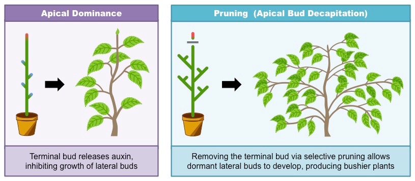 apical dominance