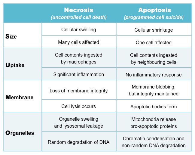 apoptosis vs necrosis