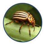 arthropod icon