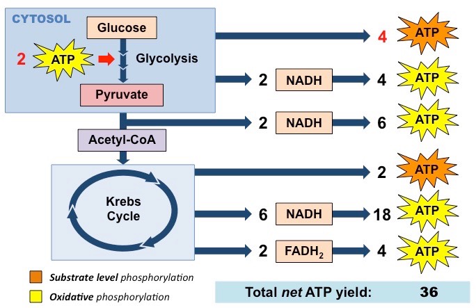 Aerobic Overview BioNinja