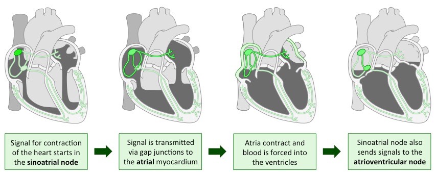 atrial systole