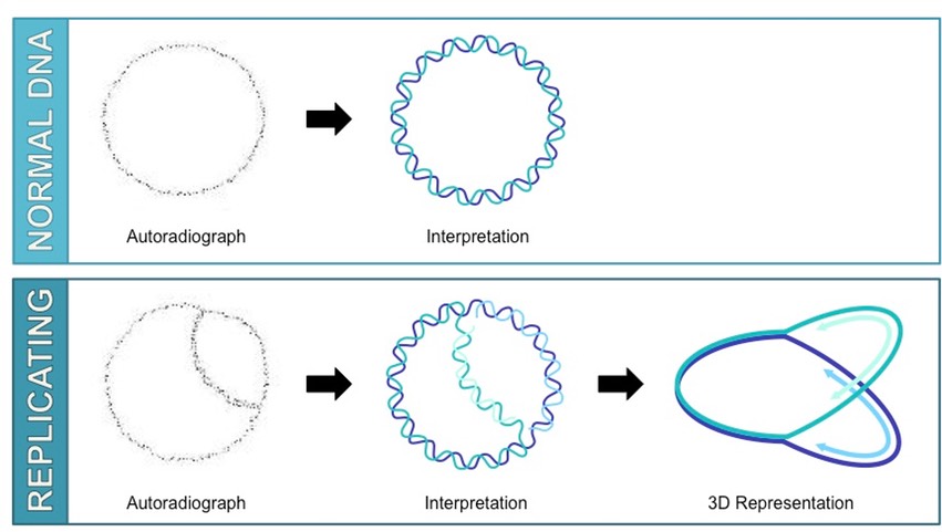 autoradiograph bubble