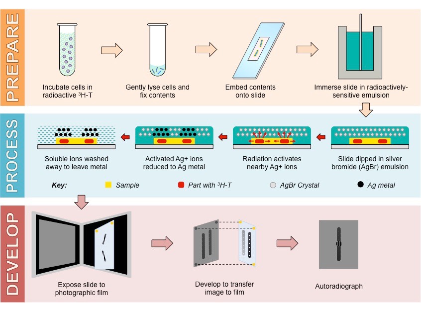 autoradiography