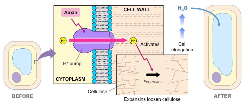 auxin action