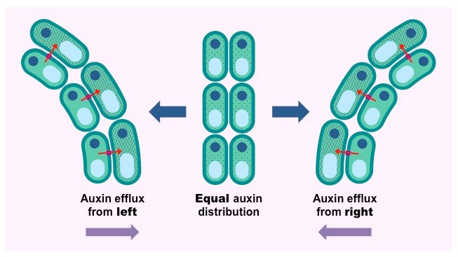 auxin efflux pumps