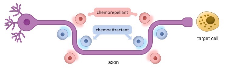 axon guidance