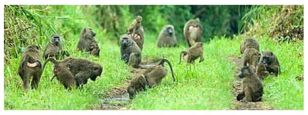 baboons