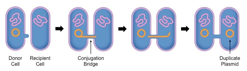 bacterial conjugation