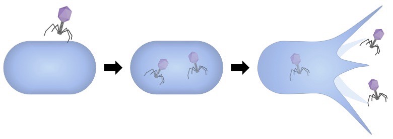 bacteriophages