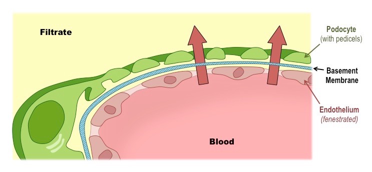 basement membrane