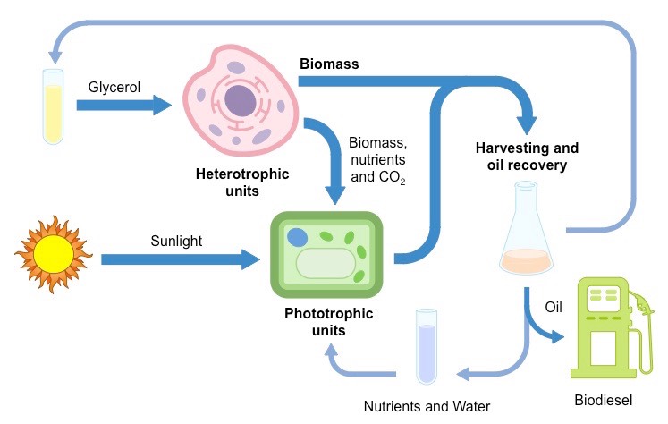 biodiesel