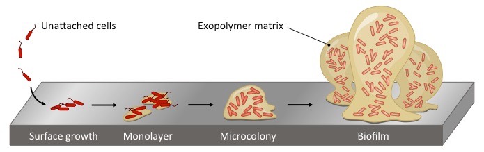 biofilm formation