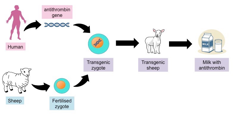 biopharming