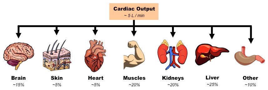 blood flow