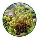 bryophyte icon