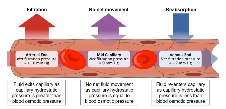 capillary exchange