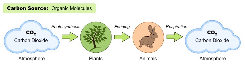 carbon organic