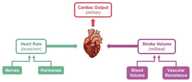 Cardiac Output Cardiac Output From The Arterial Catheter Deceptively