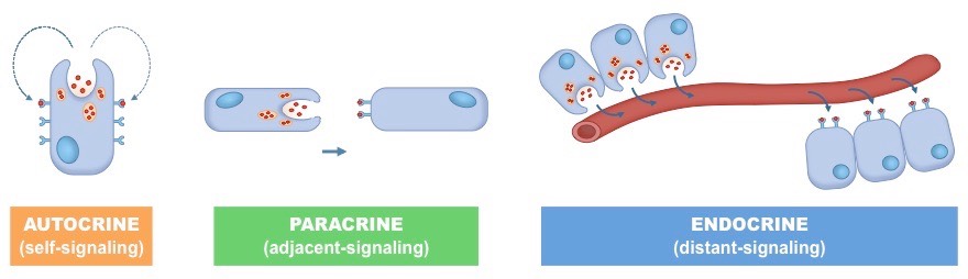 cell signalling