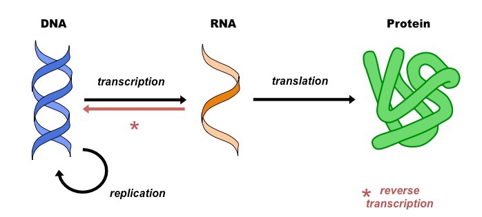 central dogma