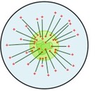 centrosome