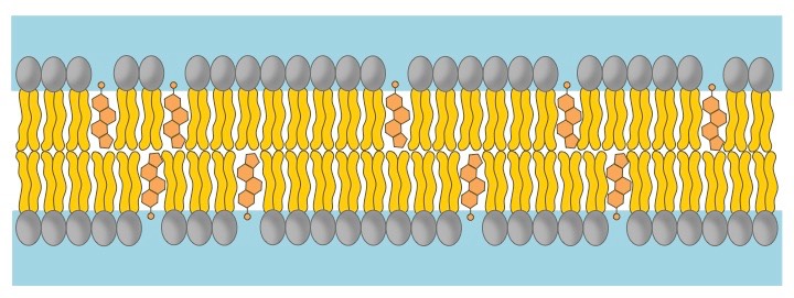 cholesterol2