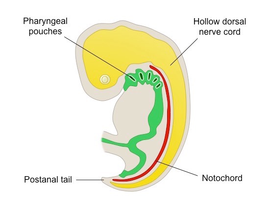 chordate features