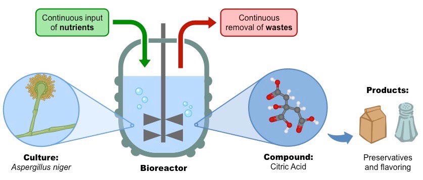 citric acid production