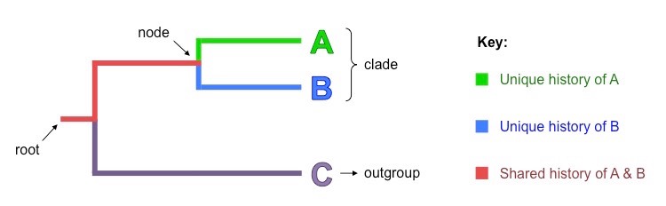 cladogram features