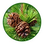 coniferophyte icon