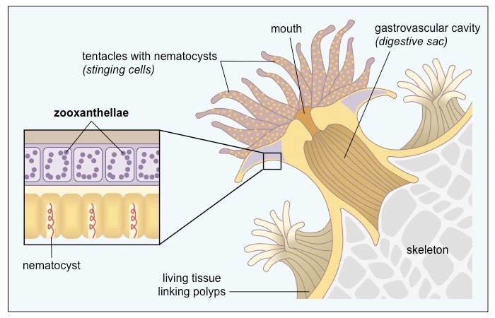 coral anatomy