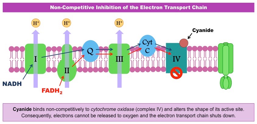 Competitive Inhibition Example Ncert