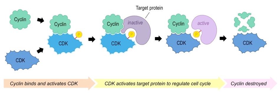 cyclin activity