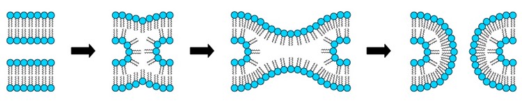 cytosis