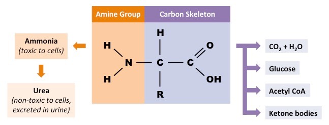 deamination