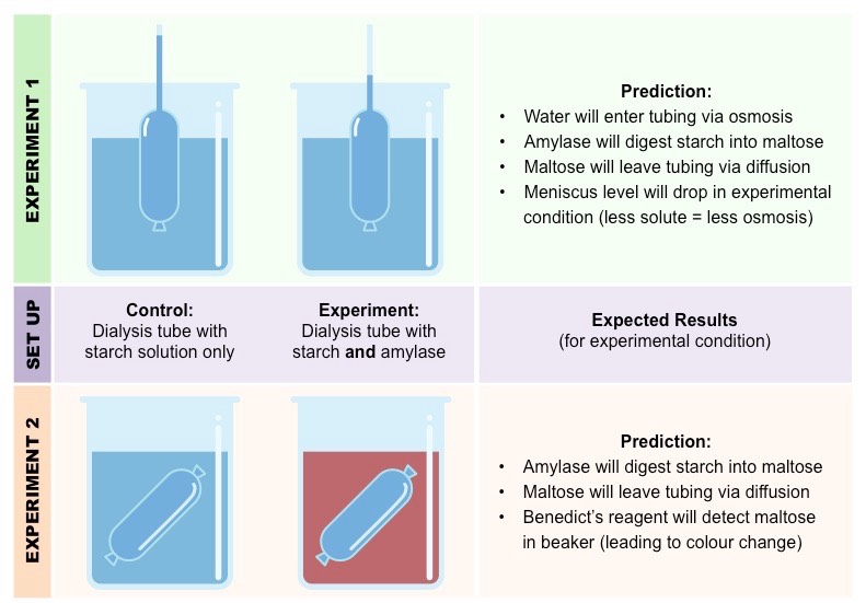 Selective Permeability of Dialysis Tubing Lab: Explained | SchoolWorkHelper