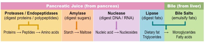 digestive enzymes