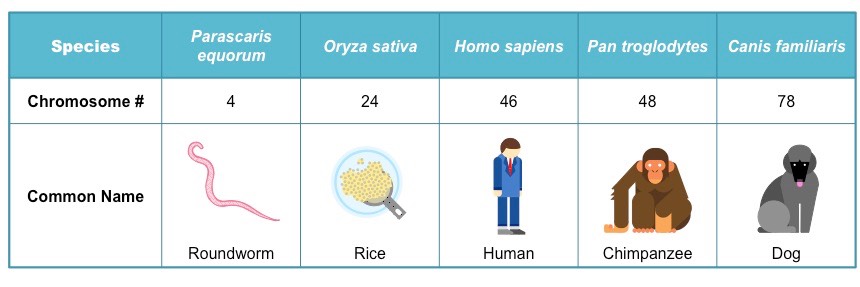 Diploid number