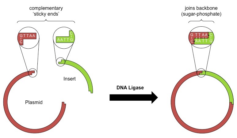 DNA Ligation