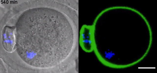 egg-meiosis